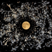 Ты поселилась у душі