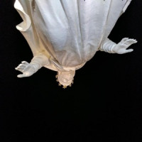 Ты поселилась у душі